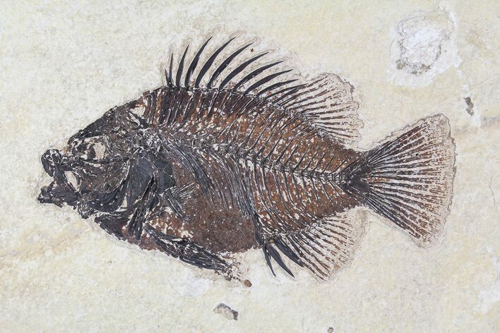 Cockerellites (Priscacara) Fossil Fish - Hanger Installed #88780